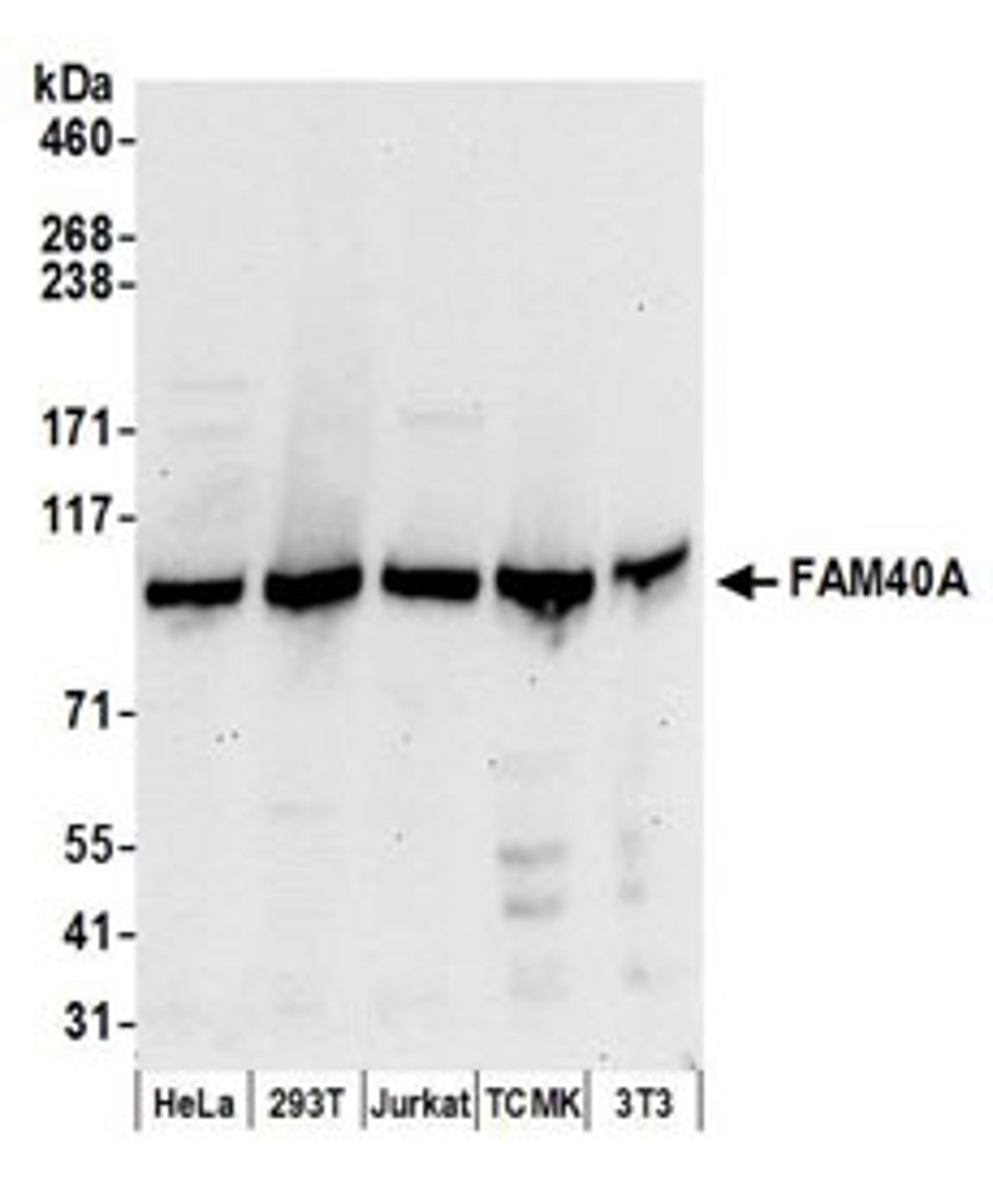 Detection of human and mouse FAM40A by western blot.
