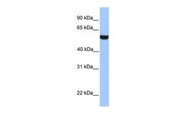 Antibody used in WB on Human Heart at 0.2-1 ug/ml.