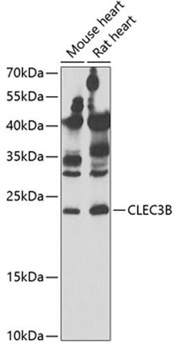 Western blot - CLEC3B antibody (A6418)