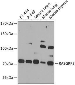 Western blot - RASGRP3 antibody (A7791)