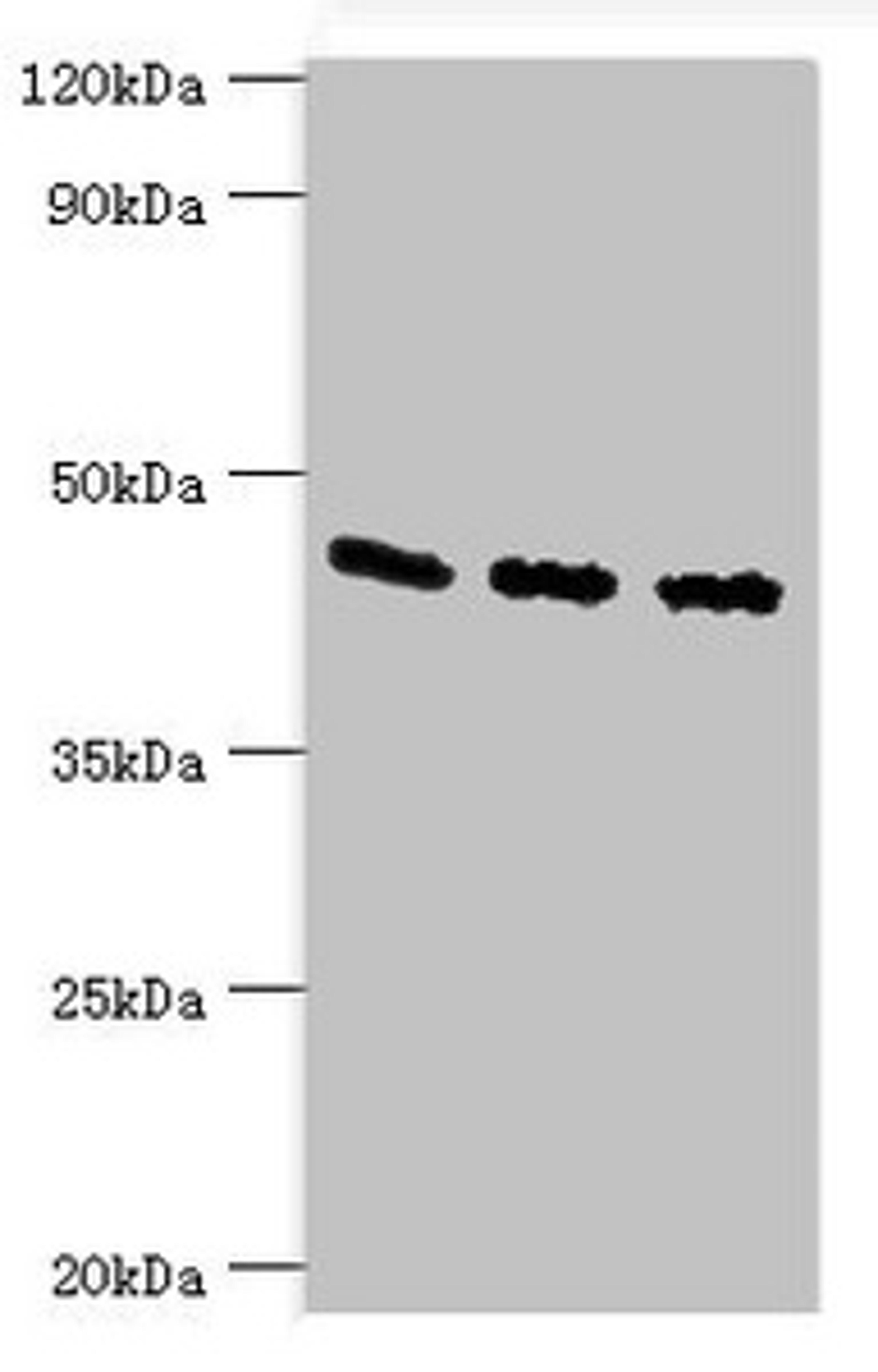 Western blot. All lanes: Flotillin-2 antibody at 4ug/ml. Lane 1: A549 whole cell lysate. Lane 2: Hela whole cell lysate. Lane 3: Rat brain tissue. Secondary. Goat polyclonal to rabbit IgG at 1/10000 dilution. Predicted band size: 47 kDa. Observed band size: 47 kDa.