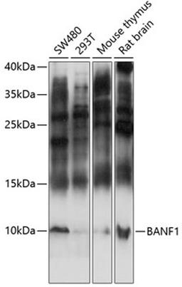 Western blot - BANF1 antibody (A14555)