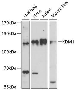 Western blot - KDM1  antibody (A15794)