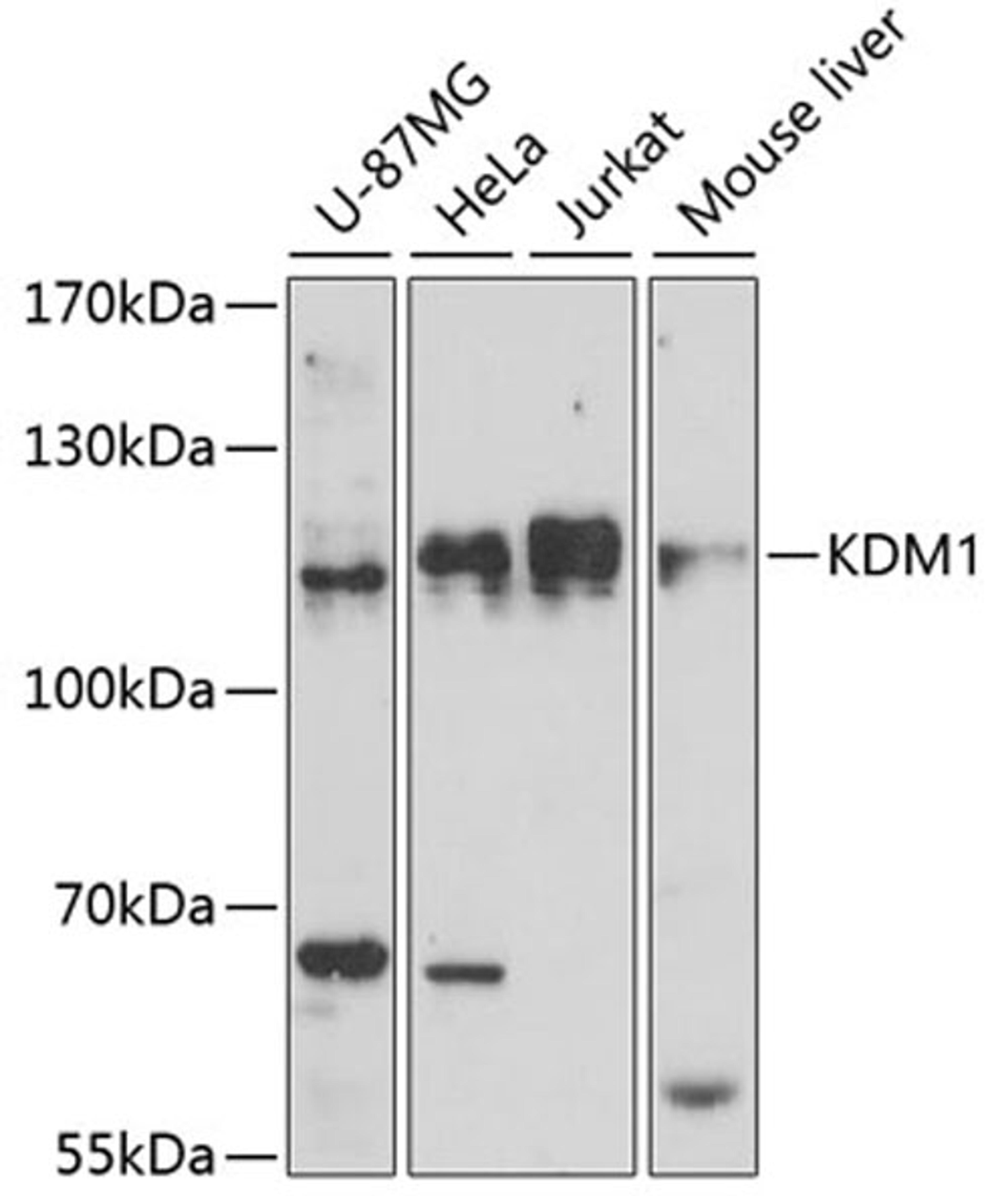 Western blot - KDM1  antibody (A15794)