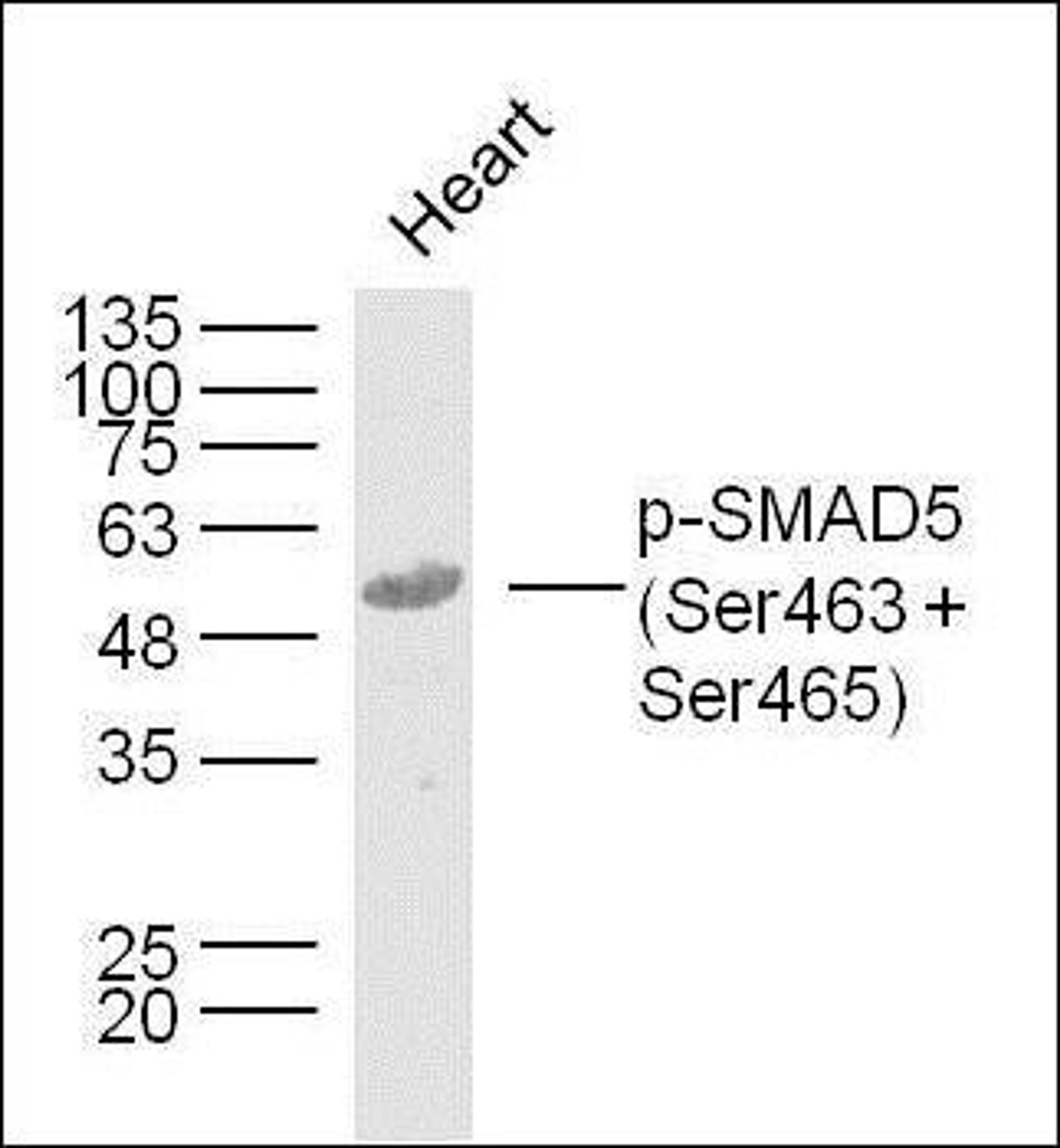 Western blot analysis of mouse Heart lysates (Lane 1) using SMAD5 (phospho-Ser463+Ser465) antibody.