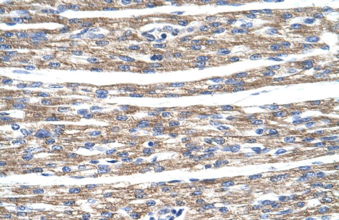 Antibody used in IHC on Human Heart.