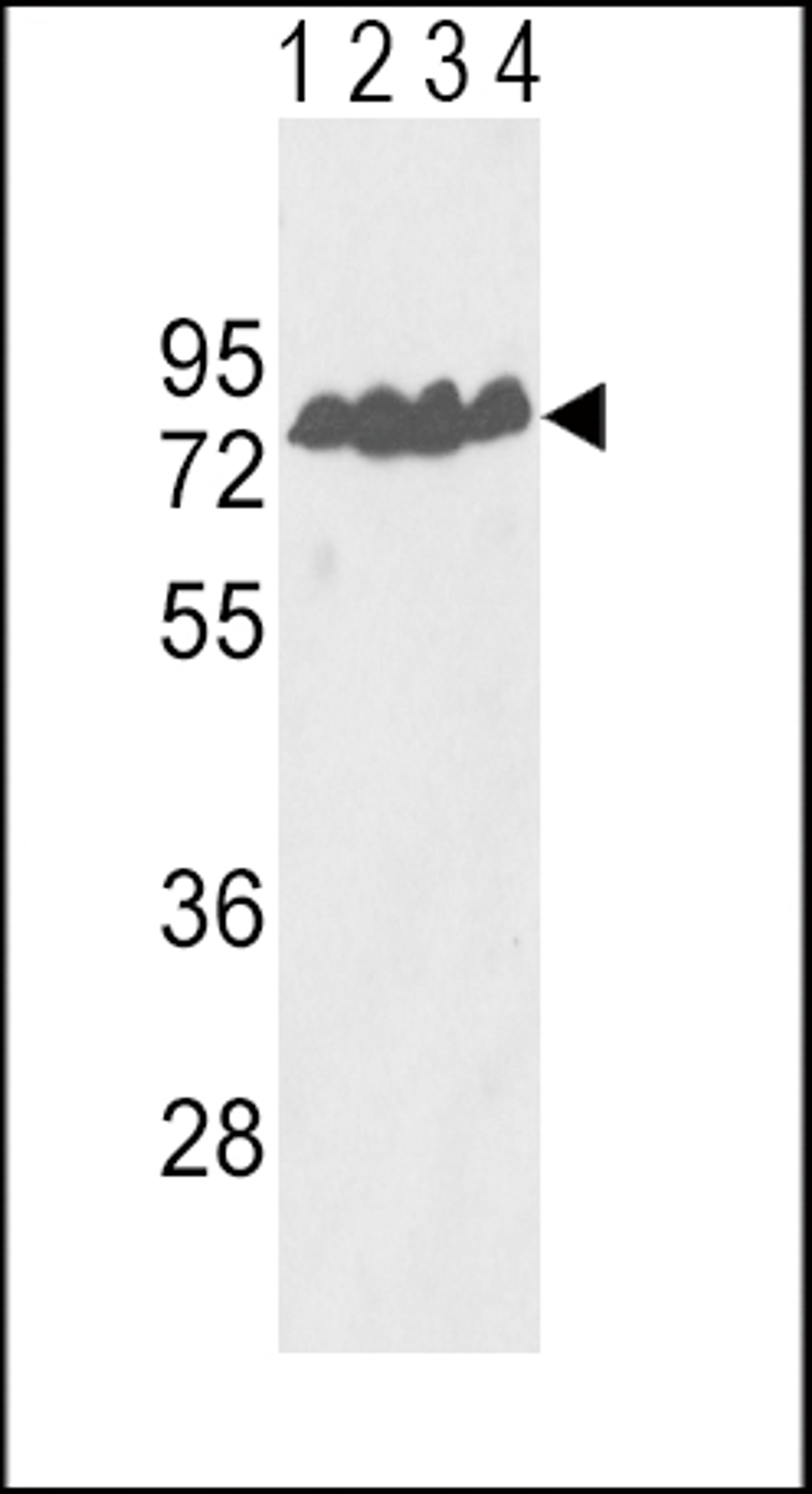 Western blot analysis of ECE-1 Antibody in Y79(lane 1), T47D(lane 2) cell line and mouse lung(lane 3), liver(lane 4) tissue lysates (35ug/lane)