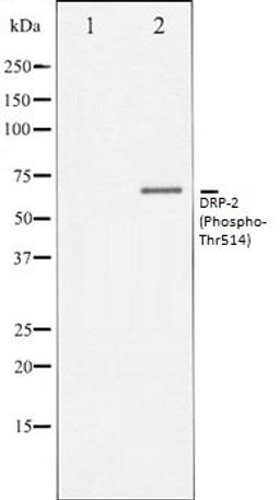 Western blot analysis of NIH-3T3 whole cell lysates using DRP-2 (Phospho-Thr514) antibody, The lane on the left is treated with the antigen-specific peptide.