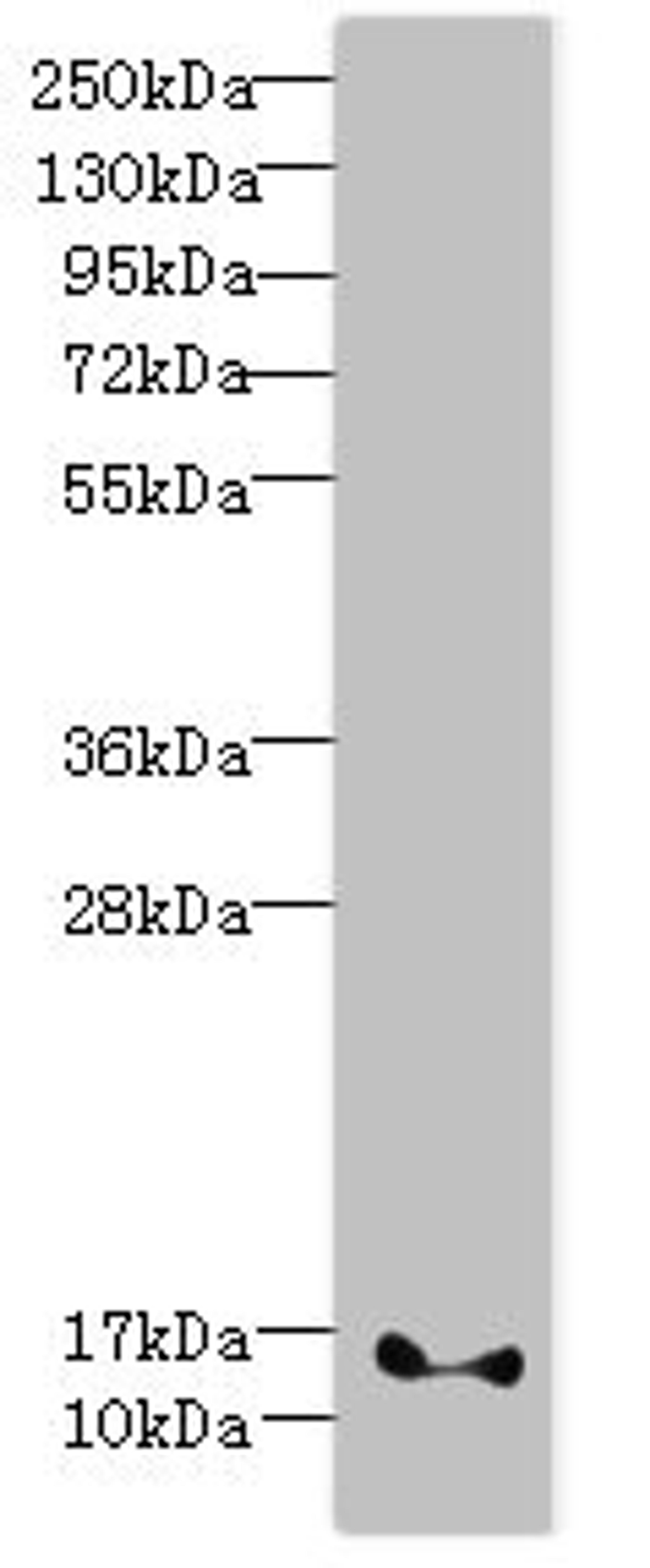 Western blot. All lanes: FAM107B antibody at 8ug/ml + Mouse heart tissue. Secondary. Goat polyclonal to rabbit IgG at 1/10000 dilution. Predicted band size: 16, 35 kDa. Observed band size: 16 kDa. 