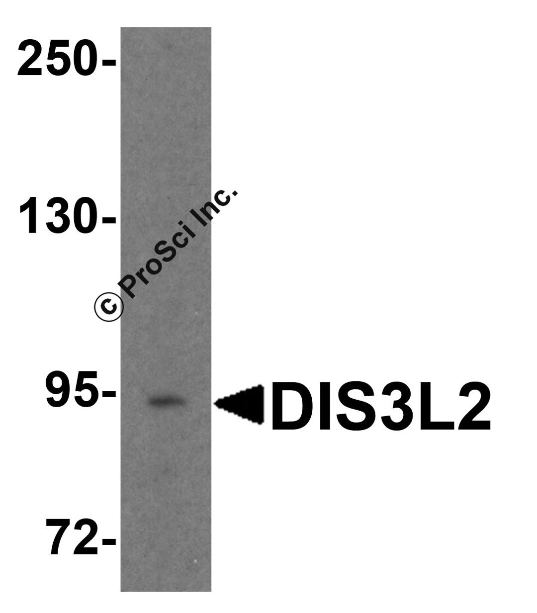Western blot analysis of DIS3L2 in 3T3 cell lysate with DIS3L2 antibody at 1 μg/ml.