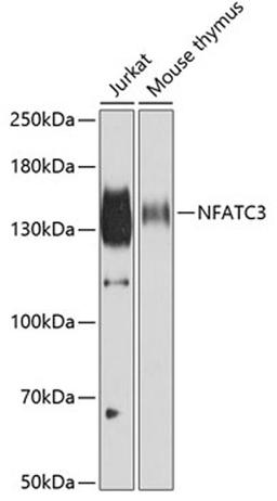 Western blot - NFATC3 antibody (A6666)