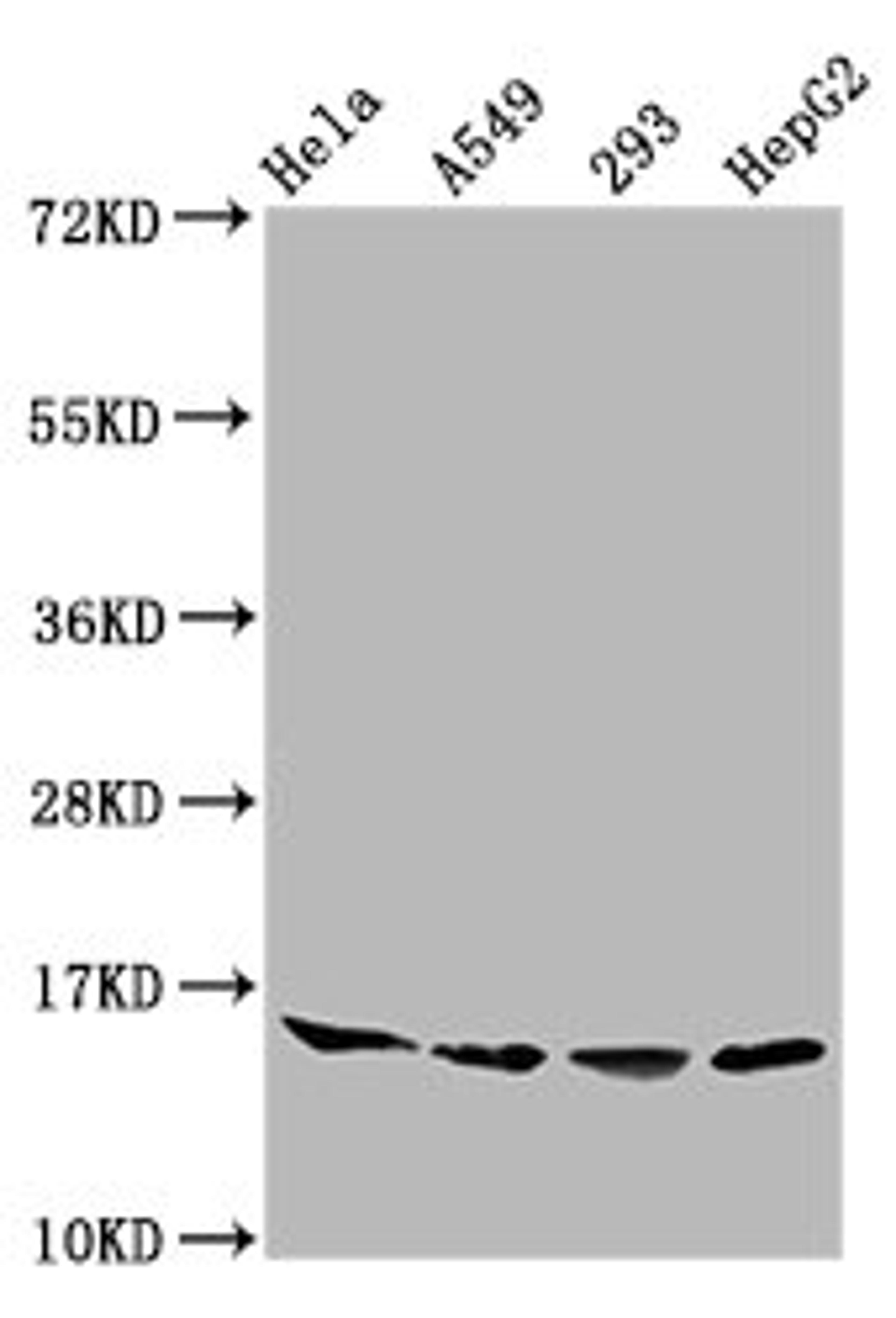 Western Blot. Positive WB detected in: Hela whole cell lysate, A549 whole cell lysate, 293 whole cell lysate, HepG2 whole cell lysate. All lanes: HIST1H3A antibody at 0.41µg/ml. Secondary. Goat polyclonal to rabbit IgG at 1/50000 dilution. Predicted band size: 16 kDa. Observed band size: 16 kDa