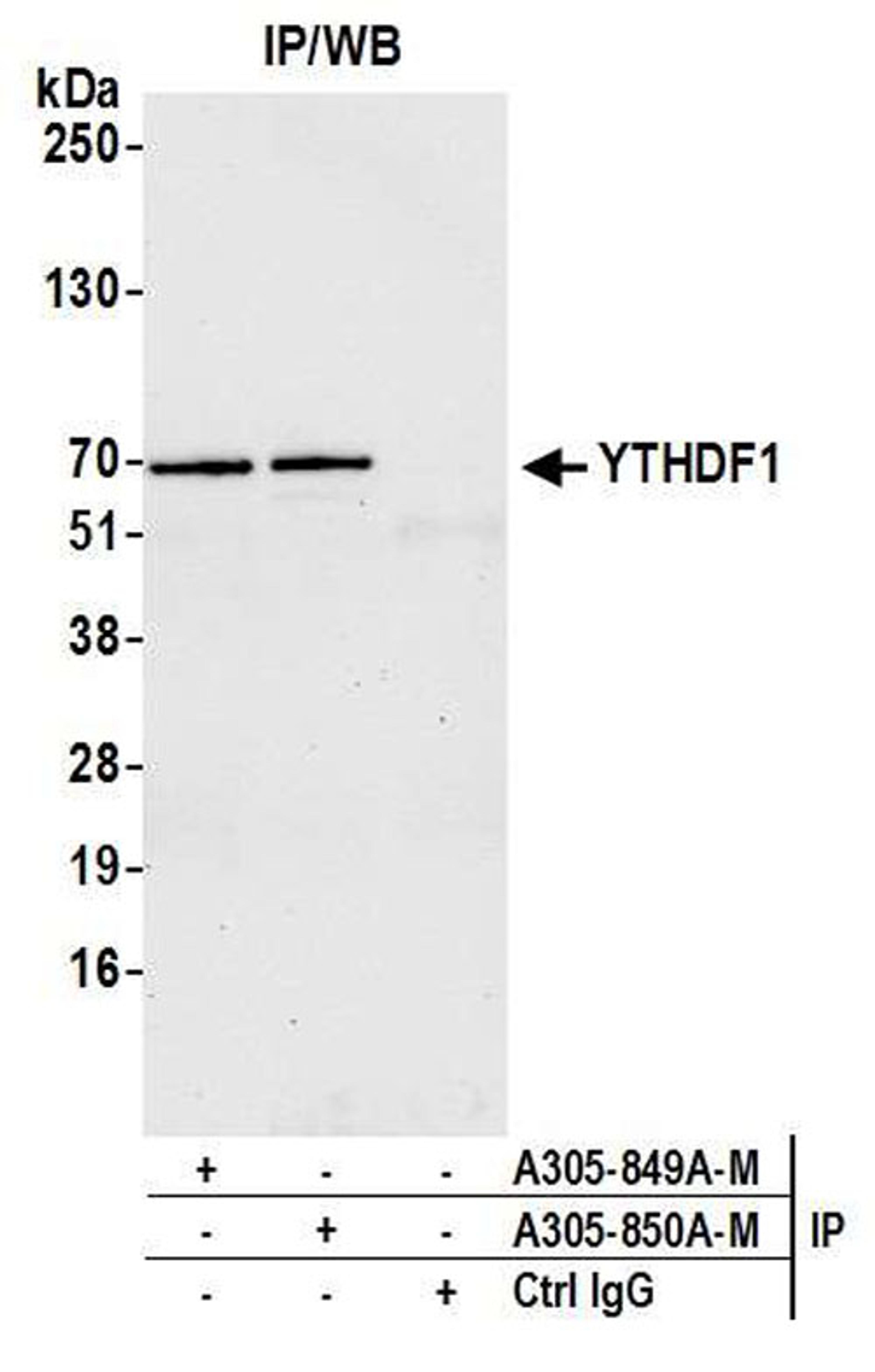 Detection of human YTHDF1 by WB of IP.