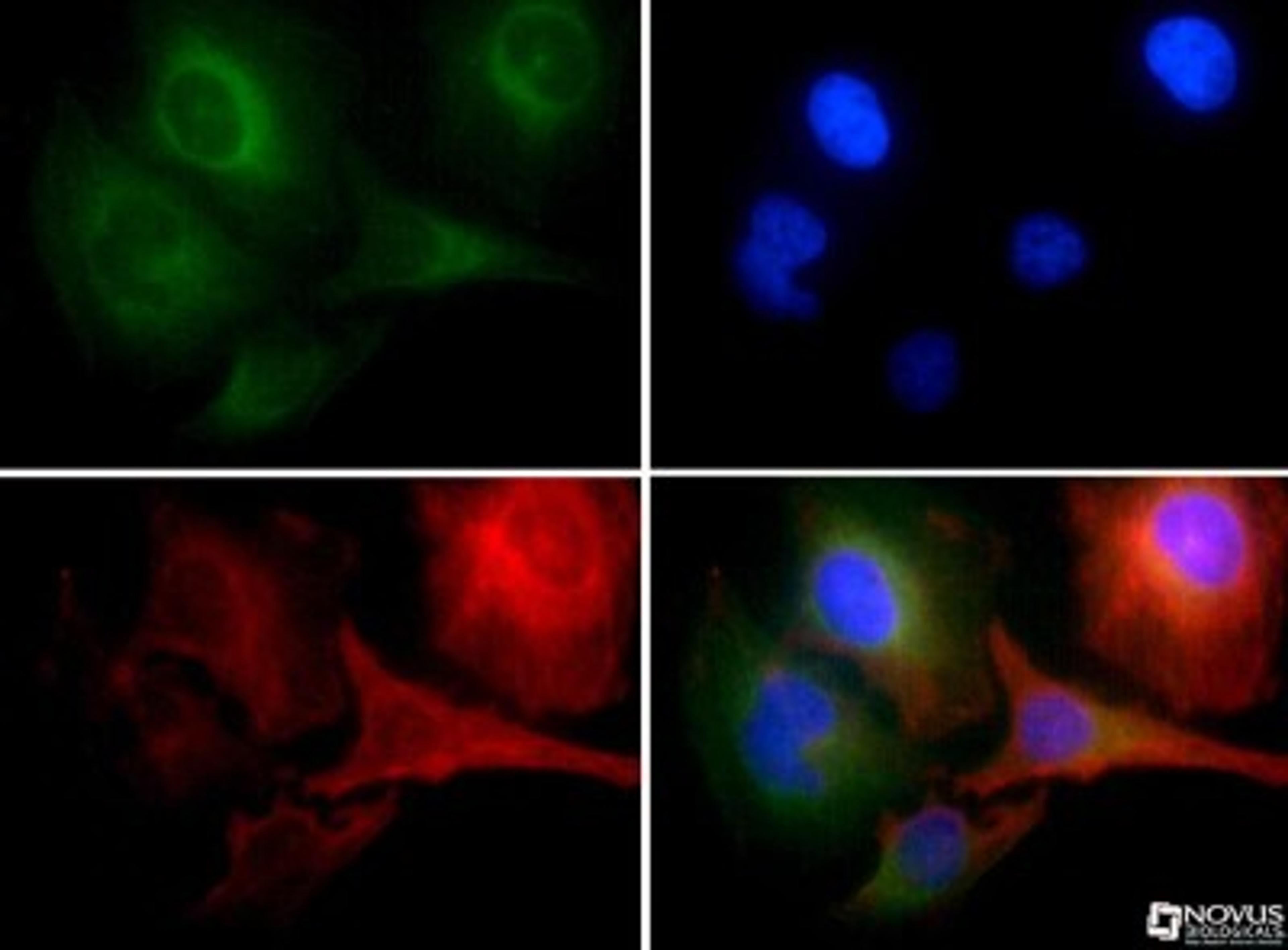 Immunocytochemistry/Immunofluorescence: Beclin 1/ATG6 Antibody [NB110-87318] - Beclin1 antibody was tested in HeLa cells with FITC (green). Nuclei and alpha-tubulin were counterstained with Dapi (blue) and Dylight 550 (red).