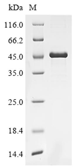 (Tris-Glycine gel) Discontinuous SDS-PAGE (reduced) with 5% enrichment gel and 15% separation gel.