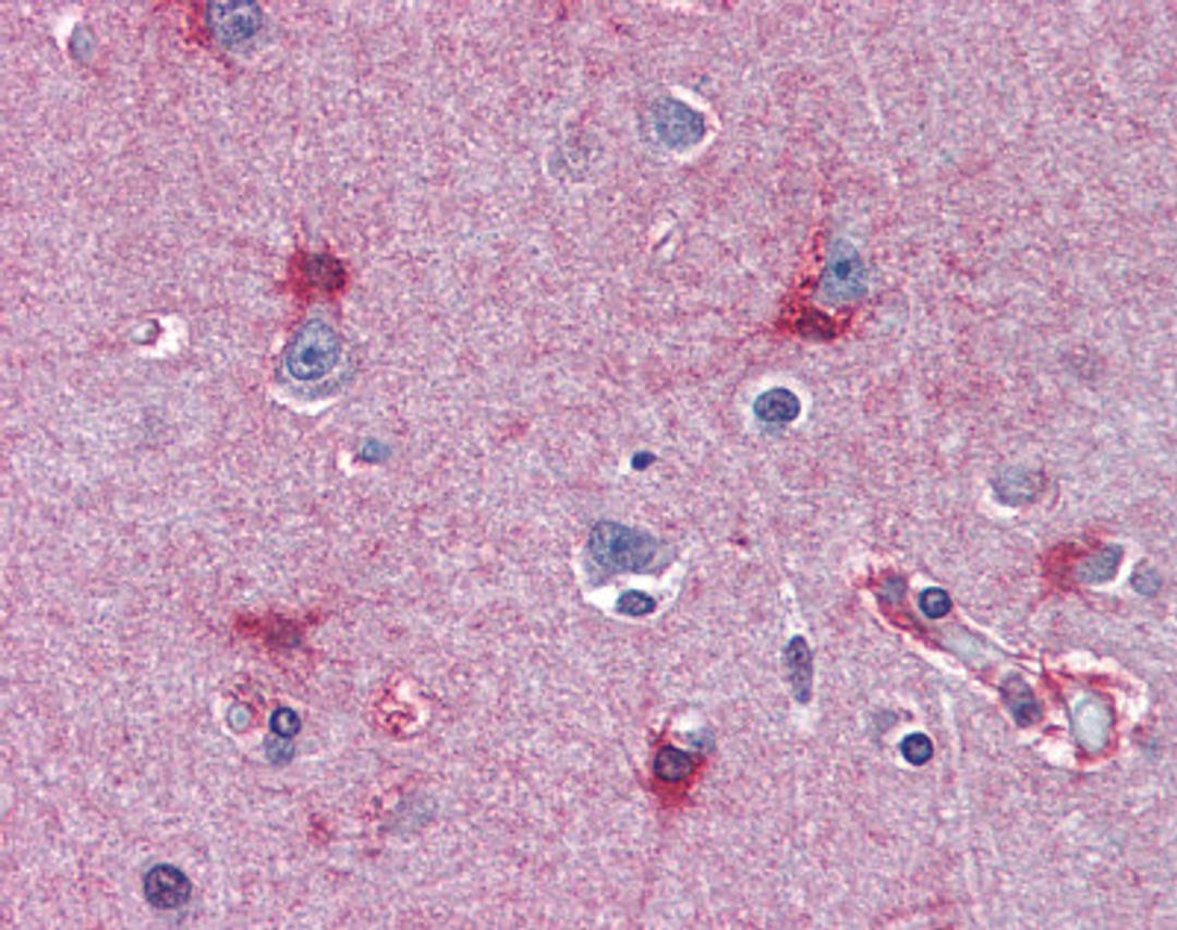 Human brain cortex tissue stained with MAT2A Antibody at 10 μg/mL followed by biotinylated anti-mouse IgG secondary antibody, alkaline phosphatase-streptavidin and chromogen.