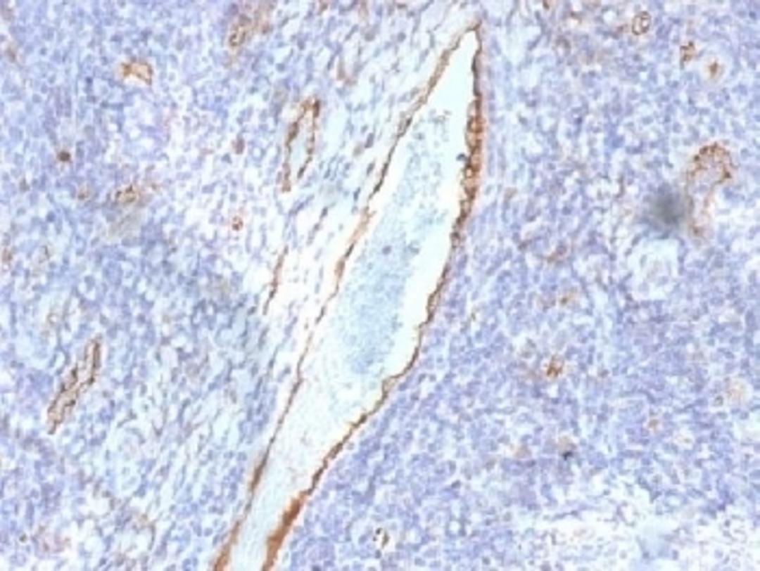 IHC testing of FFPE human tonsil with von Willebrand Factor antibody (clone F8/86). Required HIER: boil tissue sections in 10mM citrate buffer, pH 6, for 10-20 min followed by cooling at RT for 20 min.