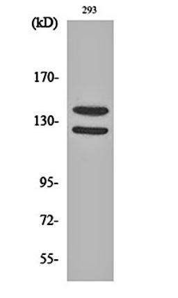 Western blot analysis of 293 cell lysates using Flg (phospho-Y154) antibody