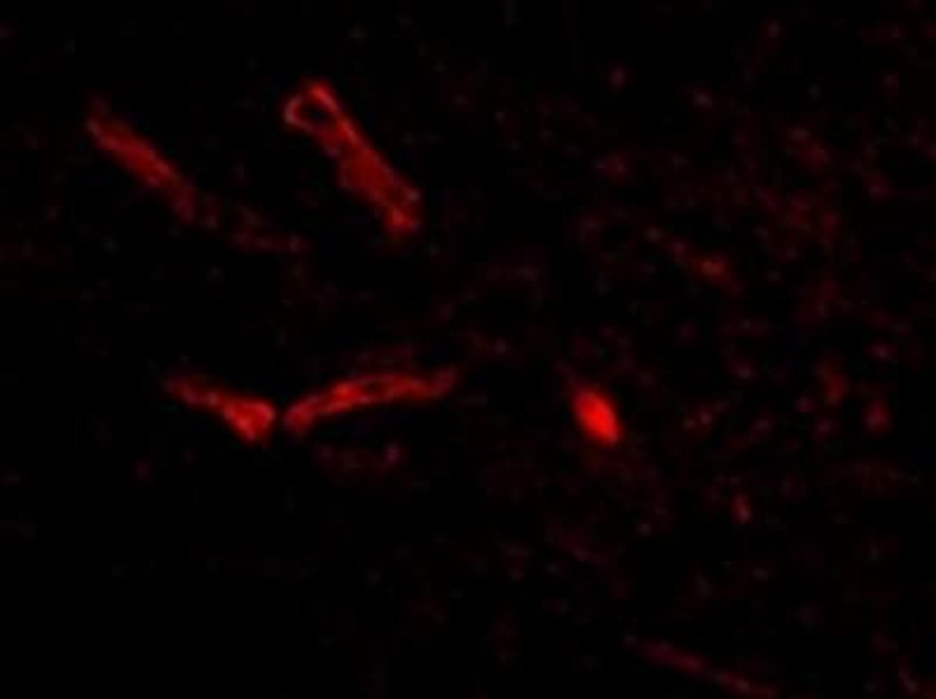 Immunocytochemistry/Immunofluorescence: Syntaphilin Antibody [NBP1-76915] - Human Brain cells.