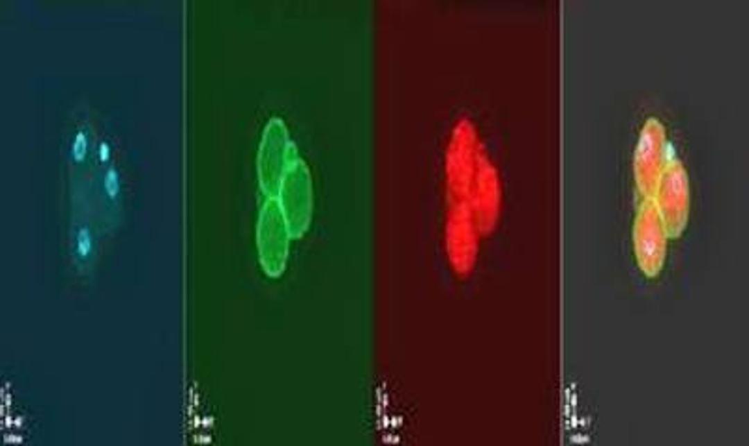 Immunofluorescence analysis of mouse 3-cell stage embryo (red) using MuERVL-Gag antibody