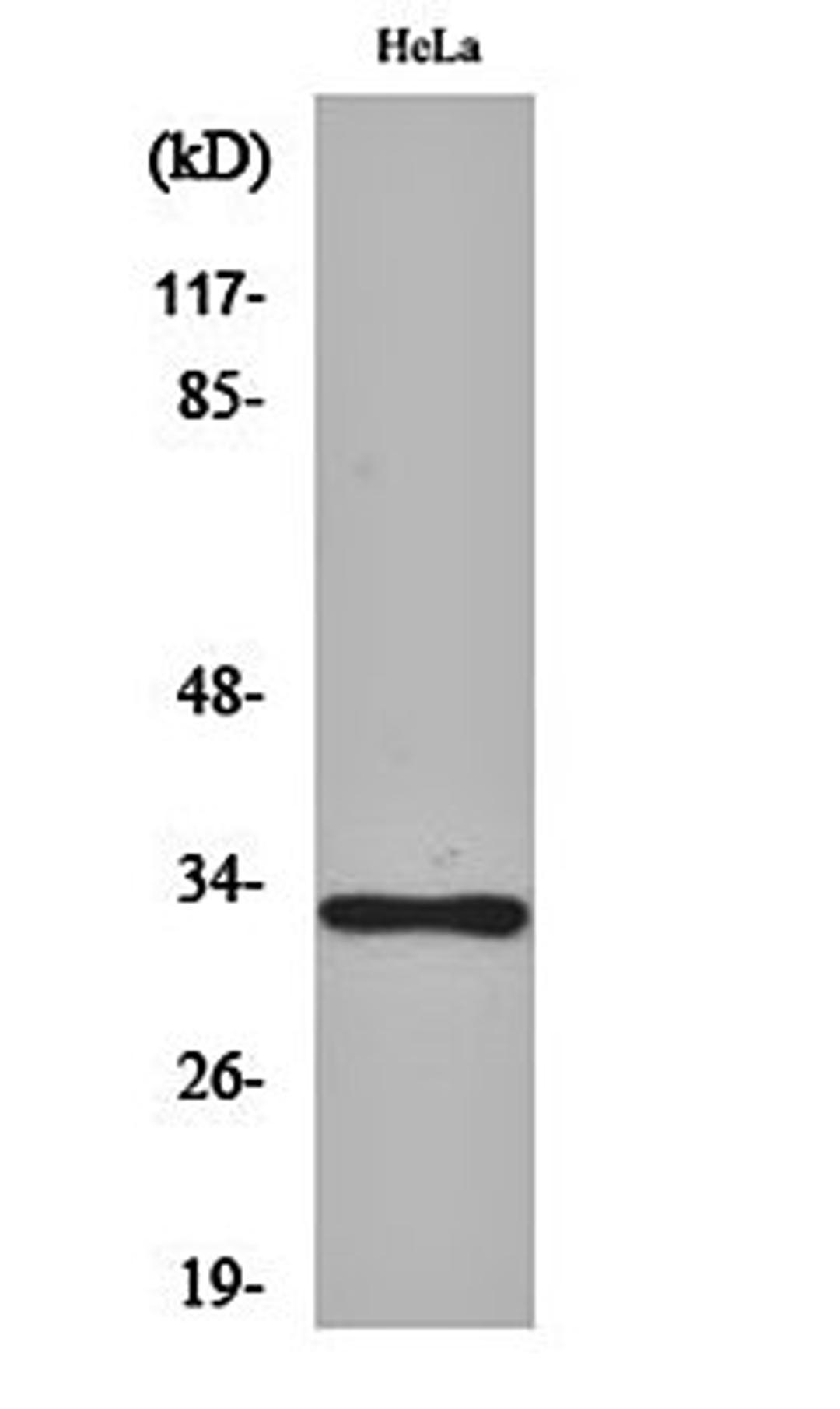 Western blot analysis of Hela cell lysates using Olfactory receptor 10AD1 antibody