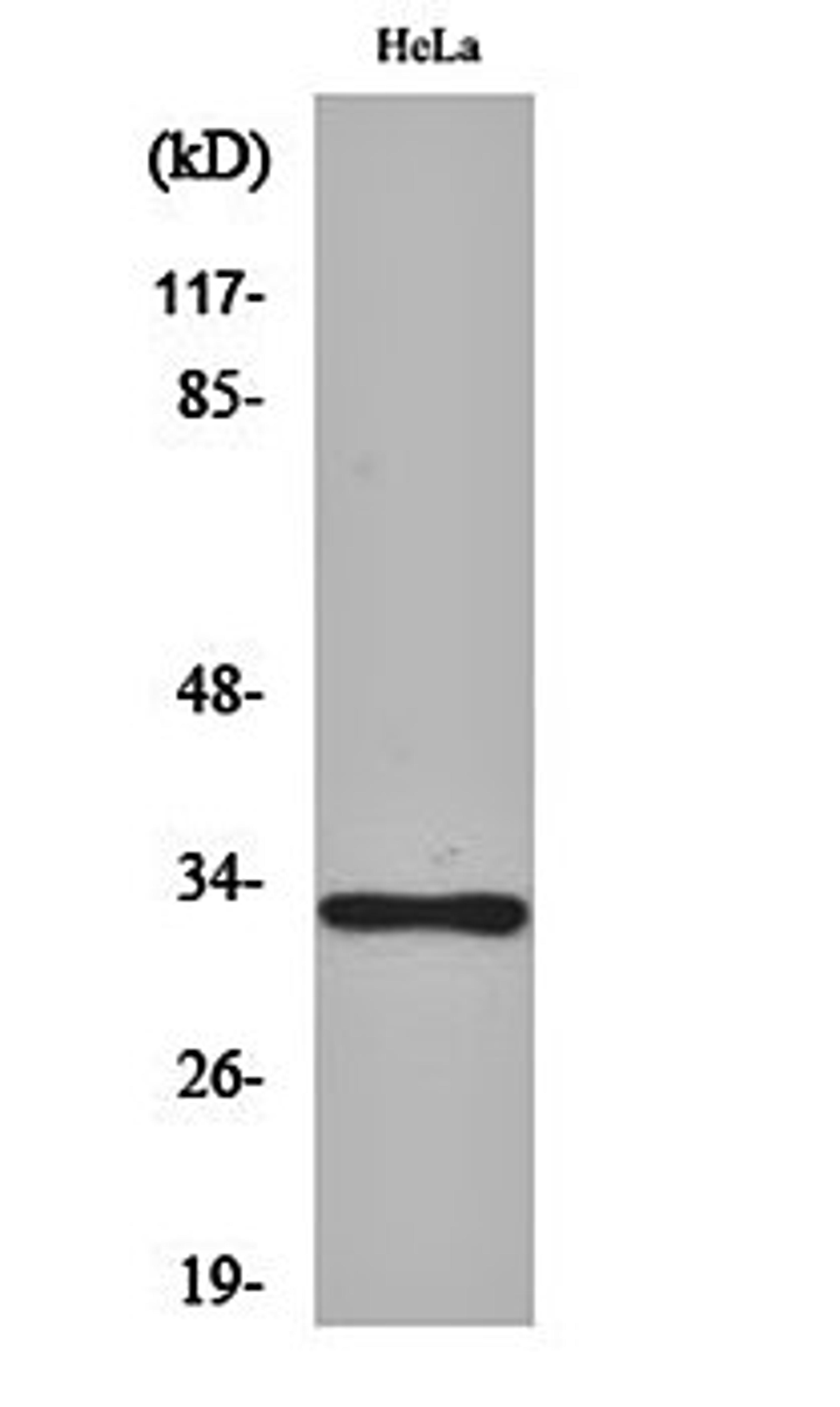 Western blot analysis of Hela cell lysates using Olfactory receptor 10AD1 antibody