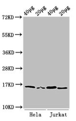 Western Blot. Positive WB detected in: Hela cell acid extracts, Jurkat cell acid extracts. All lanes: HIST1H3A antibody at 1µg/ml. Secondary. Goat polyclonal to rabbit IgG at 1/50000 dilution. Predicted band size: 16 kDa. Observed band size: 16 kDa