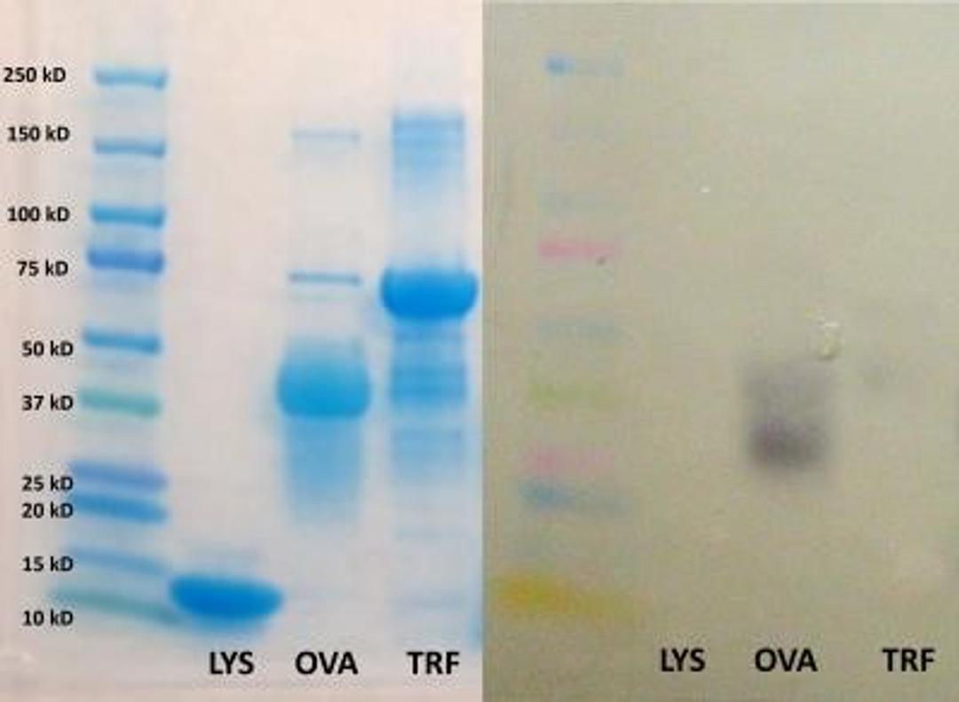 Western Blot: Ovalbumin Antibody [NB600-922] - Analysis using the HRP conjugate of NB600-922. Detection of purified eggwhite proteins (lysozyme, ovalbumin, ovotransferrin). Image from verified customer review.