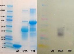 Western Blot: Ovalbumin Antibody [NB600-922] - Analysis using the HRP conjugate of NB600-922. Detection of purified eggwhite proteins (lysozyme, ovalbumin, ovotransferrin). Image from verified customer review.