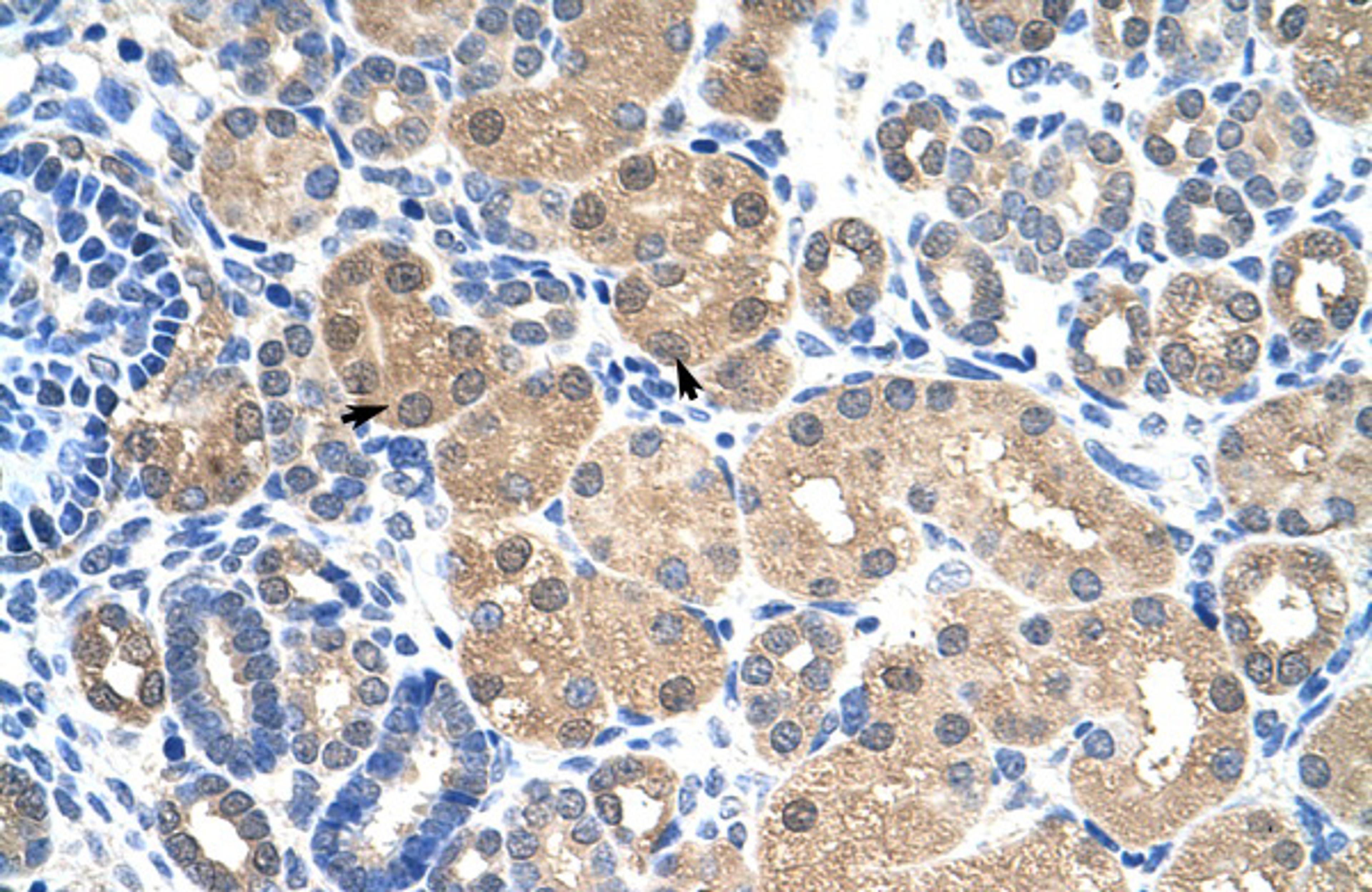 Antibody used in IHC on Human kidney.