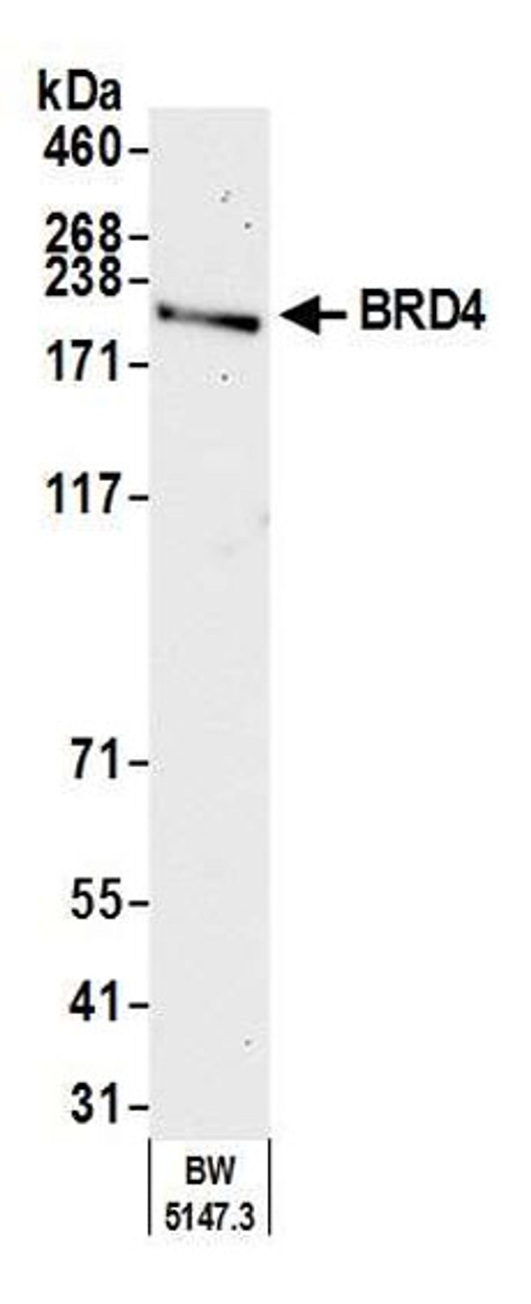 Detection of mouse BRD4 by western blot.