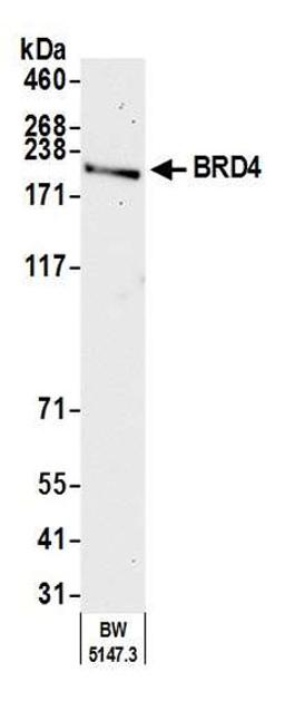 Detection of mouse BRD4 by western blot.