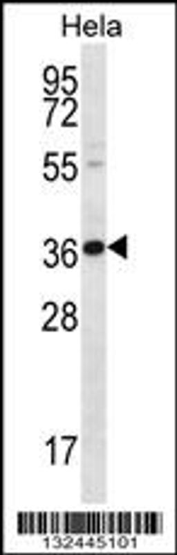 Western blot analysis in Hela cell line lysates (35ug/lane).