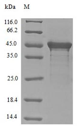 (Tris-Glycine gel) Discontinuous SDS-PAGE (reduced) with 5% enrichment gel and 15% separation gel.