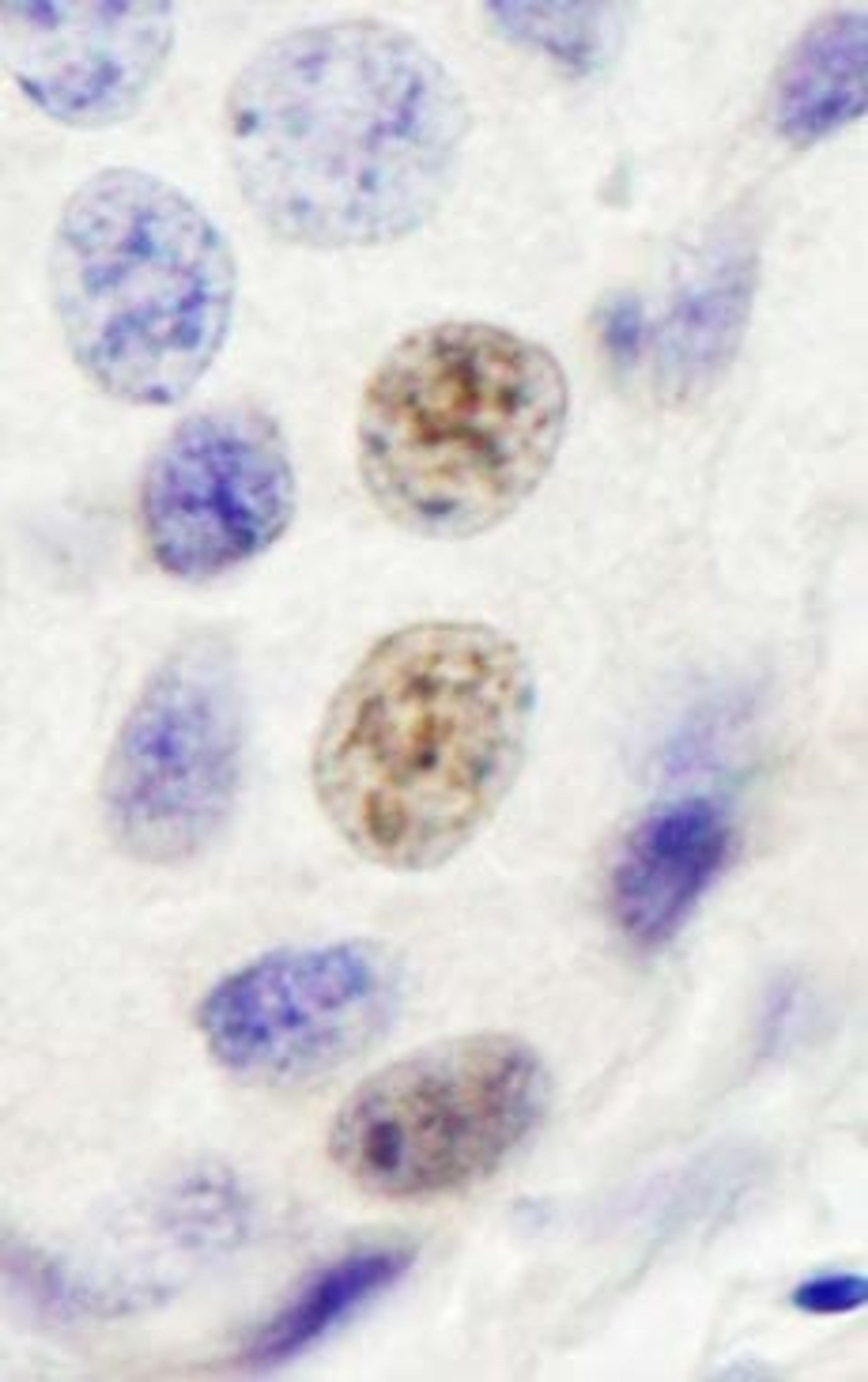 Detection of human INT4 by immunohistochemistry.