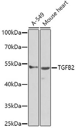 Western blot - TGFB2 antibody (A3640)