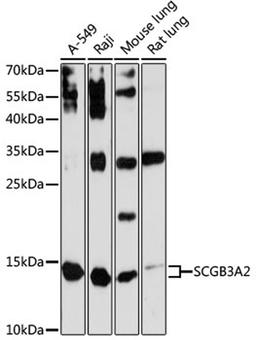 Western blot - SCGB3A2 antibody (A13137)