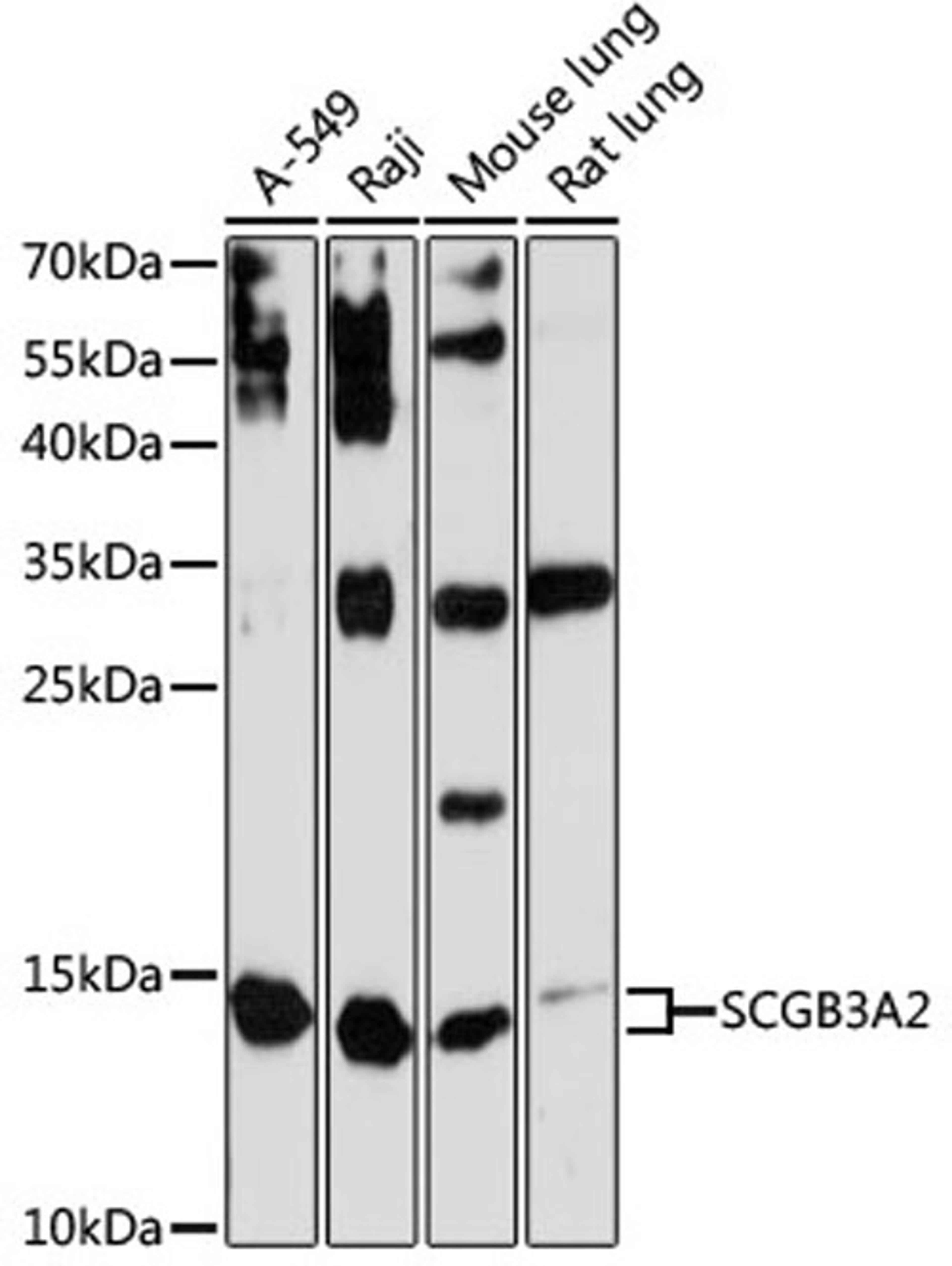 Western blot - SCGB3A2 antibody (A13137)