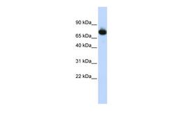 Antibody used in WB on Human HepG2 cells at 0.2-1 ug/ml.