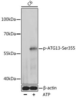 Western blot - Phospho-ATG13-Ser355 antibody (AP1089)