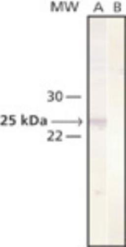 Western Blot: Cathepsin L Antibody (33/2) [NB100-1775] - Whole cell extract of Mv 1 Lu cultured mink lung was separated on SDS-PAGE and blotted with Monoclonal Anti-Cathepsin L. The antibody was developed with Goat Anti-Mouse IgG (Fab), AlkPhos Conjugate and NBT/BCIP substrate. Lane A: Antibody dilution 1:400. Lane B: Negative control (only secondary antibody).