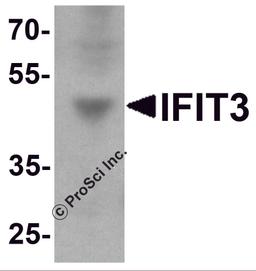 Western blot analysis of IFIT3 in HepG2 cell lysate with IFIT3 antibody at 1 μg/ml.