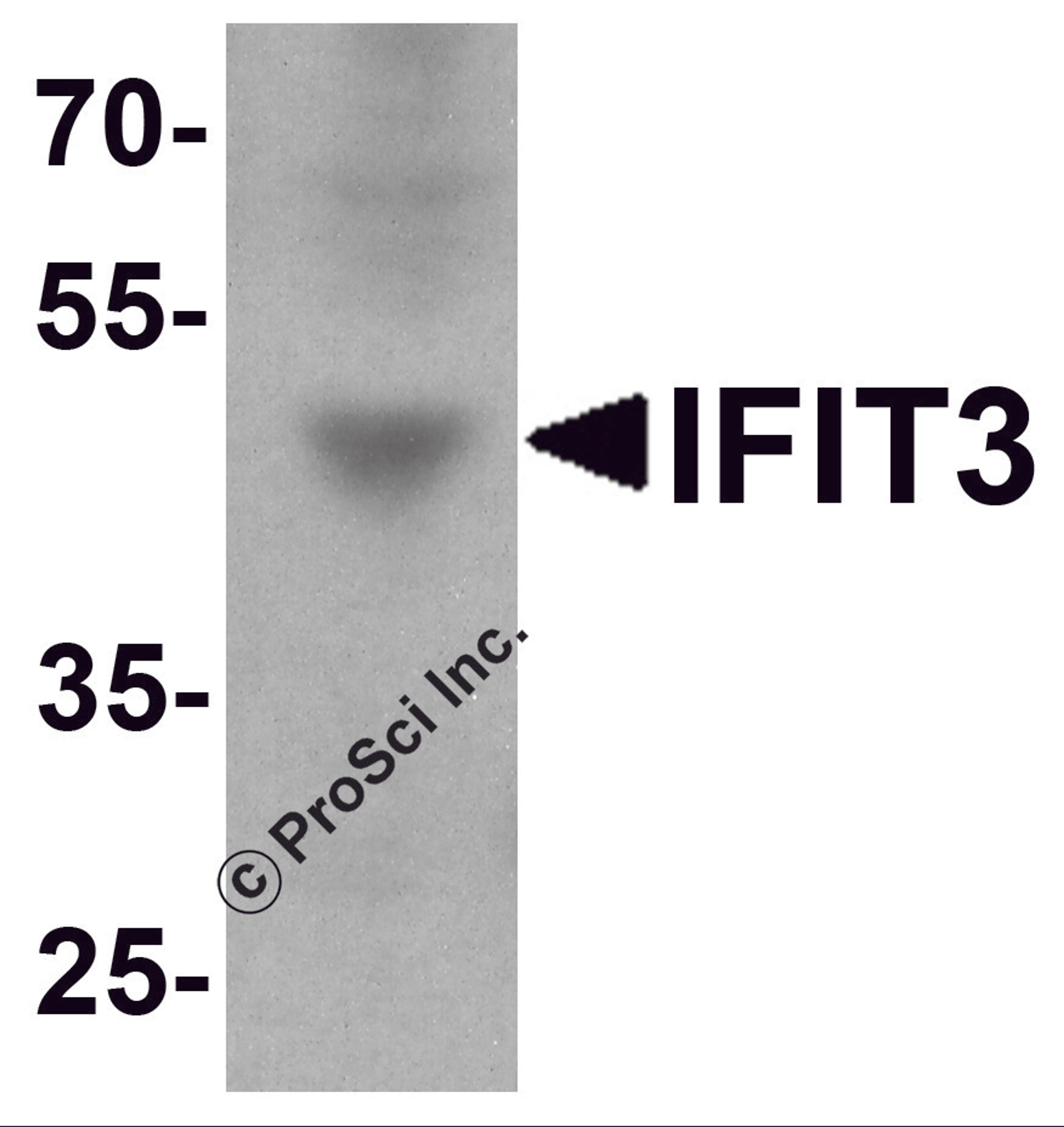 Western blot analysis of IFIT3 in HepG2 cell lysate with IFIT3 antibody at 1 μg/ml.