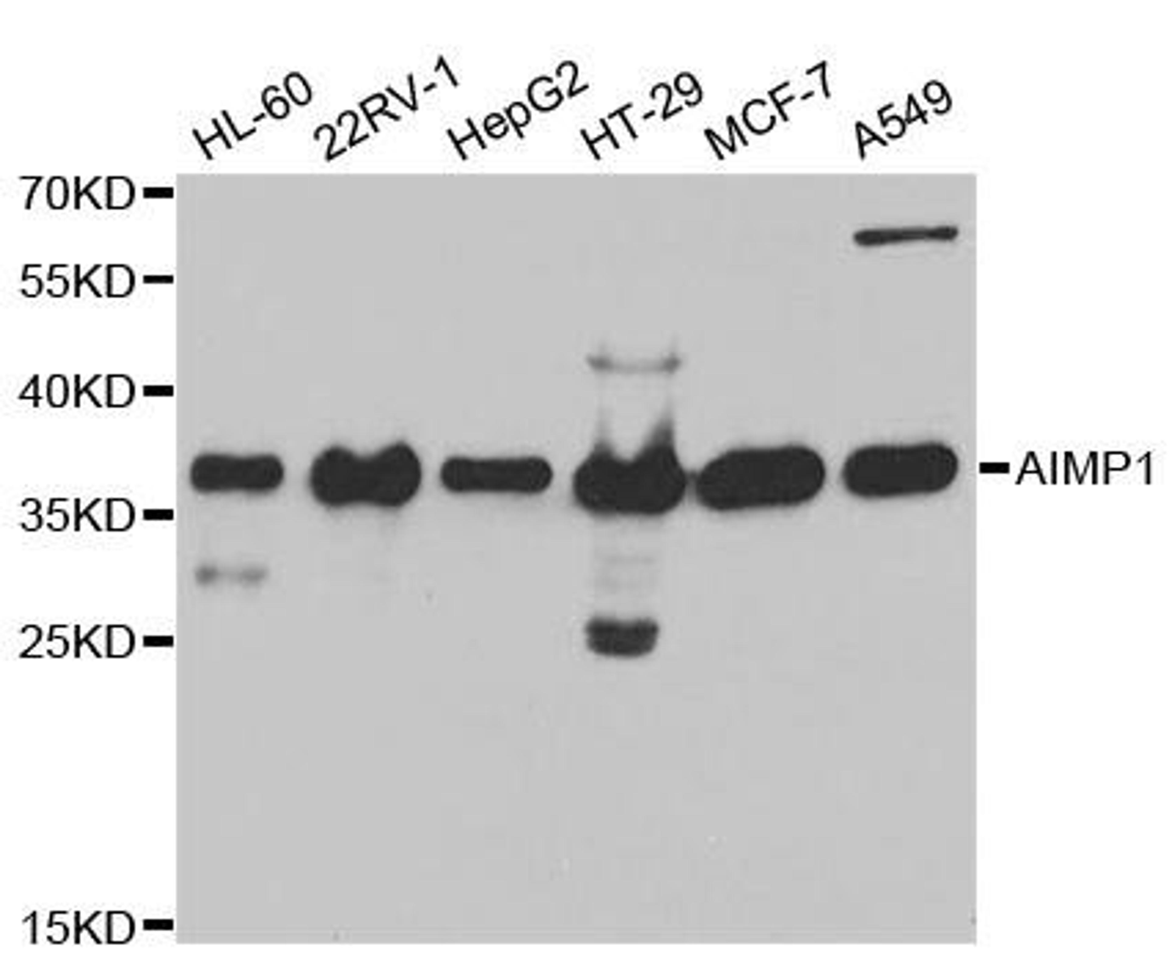 Western blot analysis of extracts of various cell lines using AIMP1 antibody