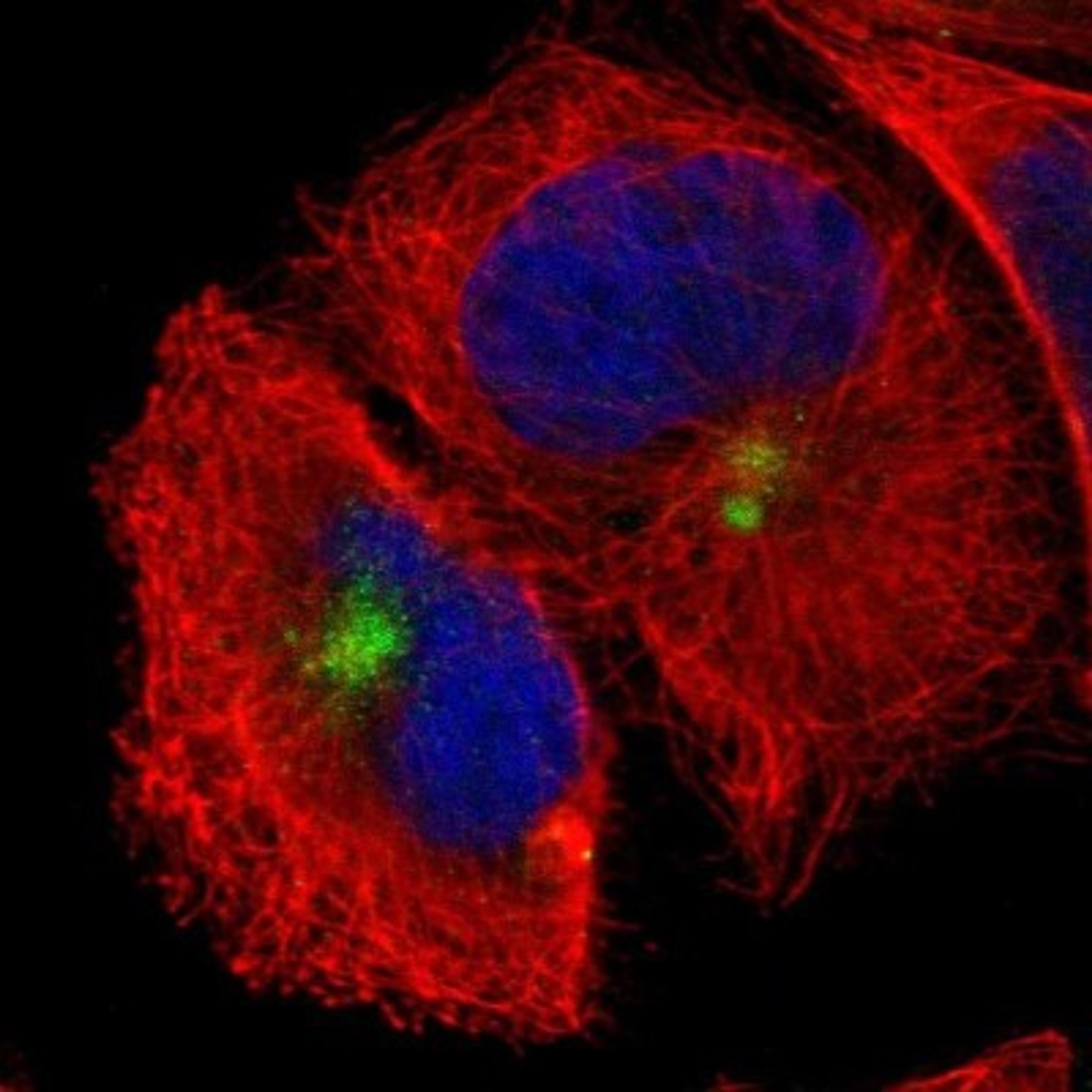 Immunocytochemistry/Immunofluorescence: BMX Antibody [NBP1-84778] - Staining of human cell line A-431 shows positivity in centrosome.