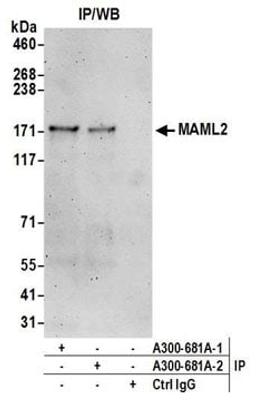 Detection of human MAML2 by western blot of immunoprecipitates.