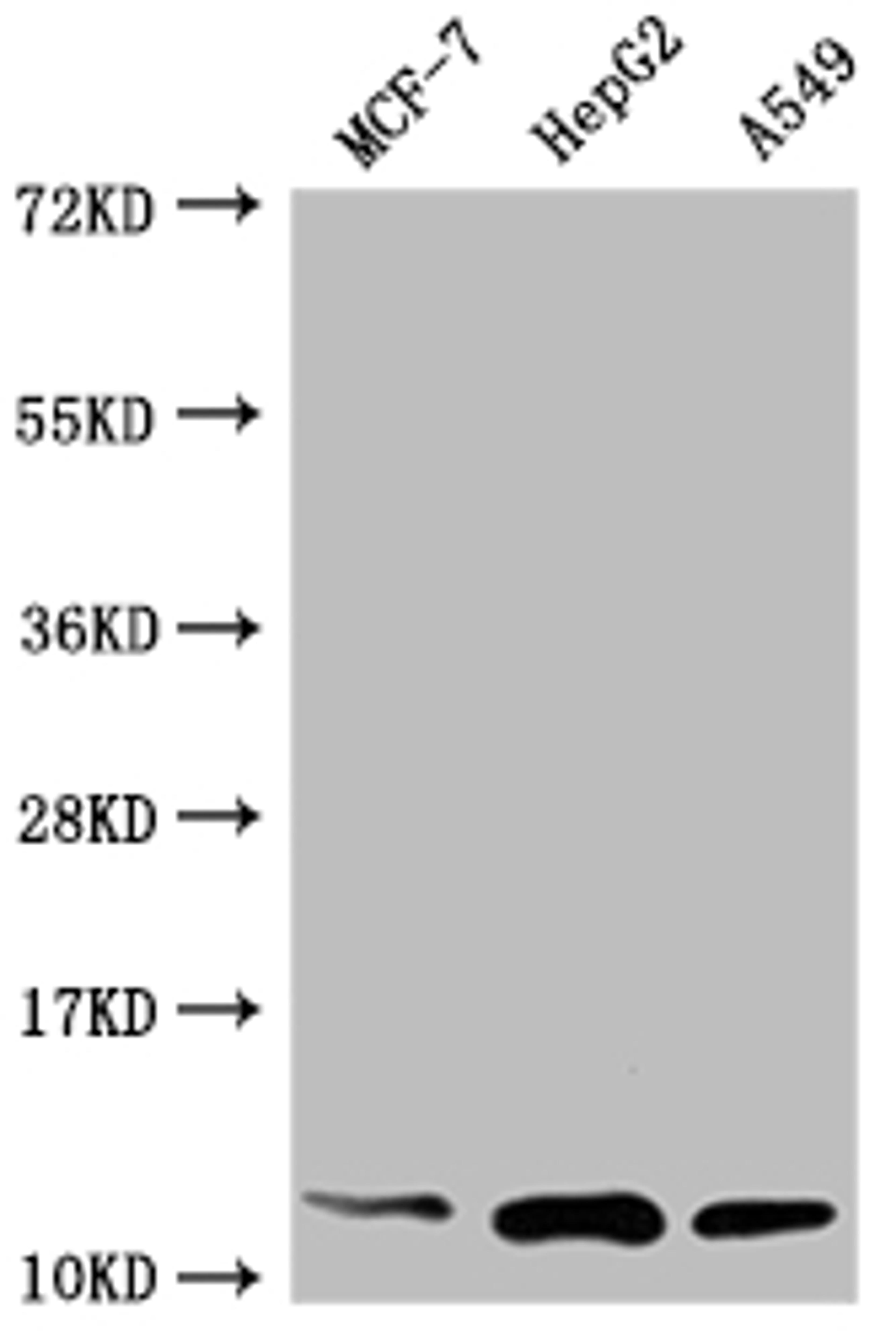 Western Blot. Positive WB detected in: MCF-7 whole cell lysate, HepG2 whole cell lysate, A549 whole cell lysate. All lanes: TXN antibody at 1:2000. Secondary. Goat polyclonal to rabbit IgG at 1/50000 dilution. Predicted band size: 10, 12 kDa. Observed band size: 12 kDa.