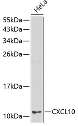 Western blot - CXCL10 antibody (A1457)