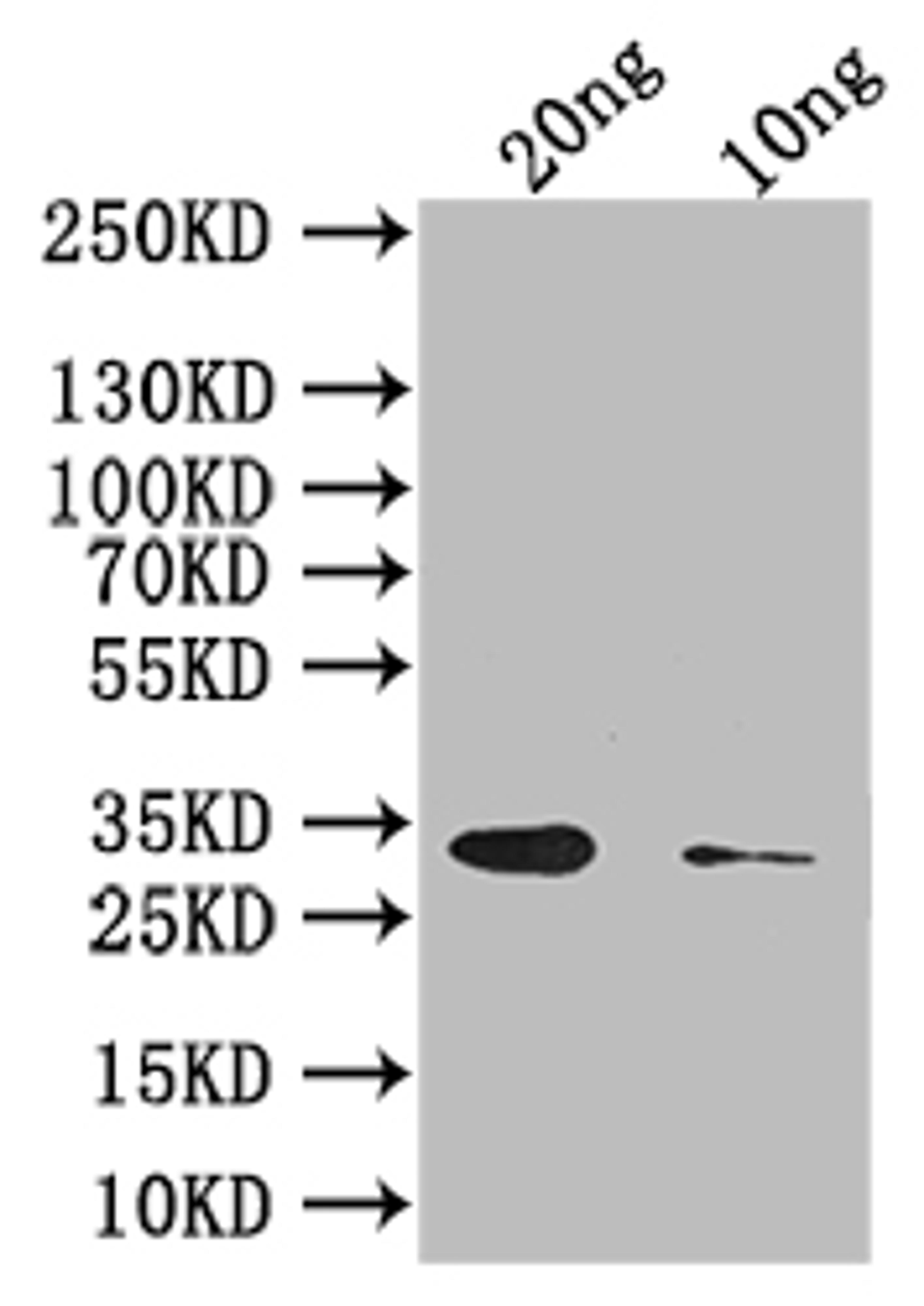 Western Blot. Positive WB detected in: recombinant protein. All lanes: Abrin-c Antibody at 1:1000. Secondary. Goat polyclonal to rabbit IgG at 1/50000 dilution. Predicted band size: 34 kDa. Observed band size: 34 kDa.
