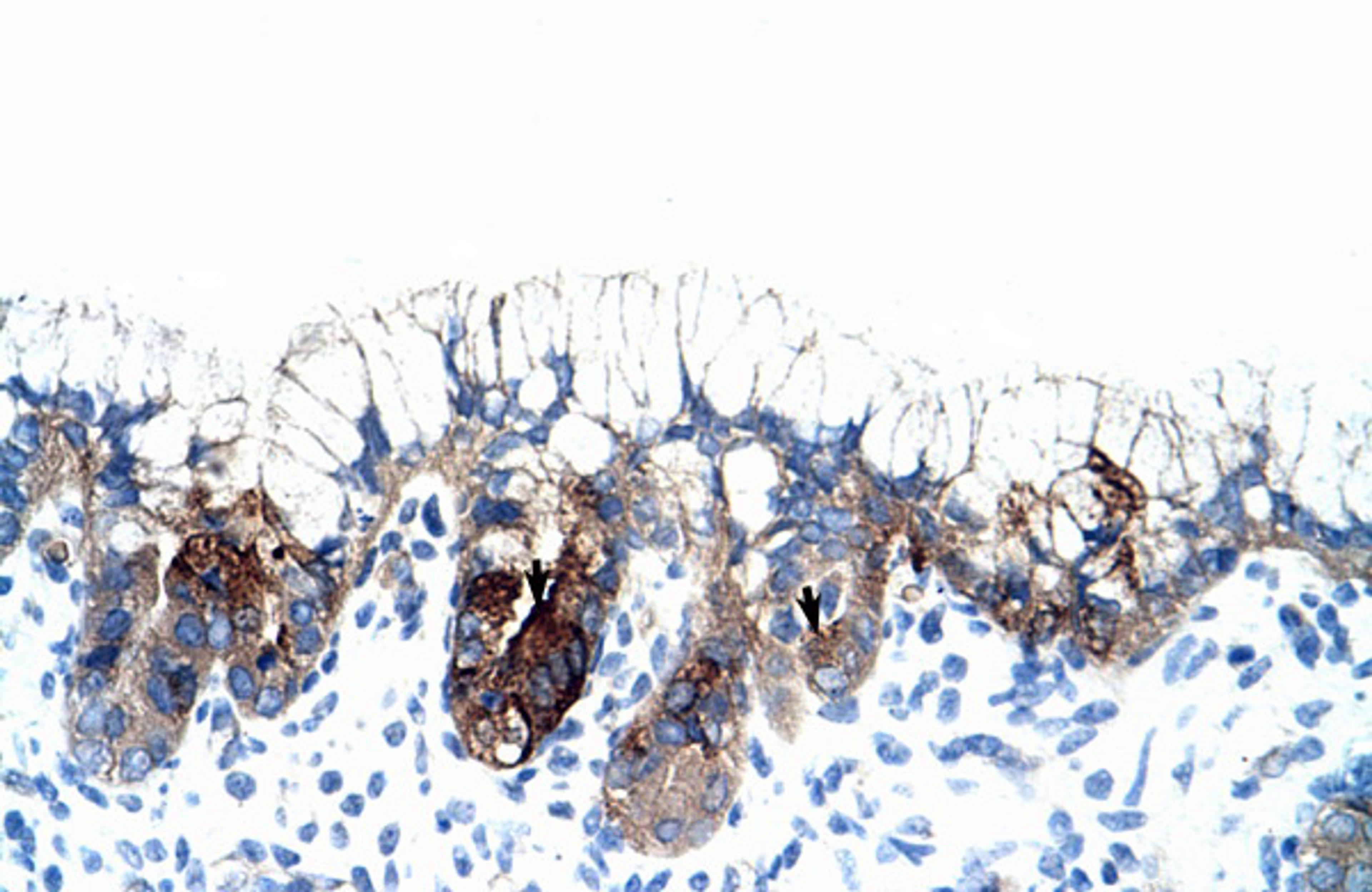 Antibody used in IHC on Human Stomach.